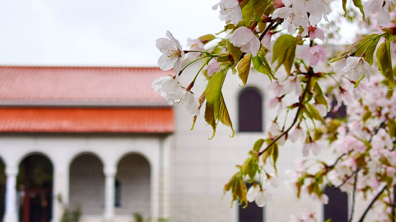 豊科近代美術館の外観と桜の花