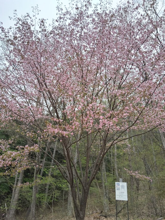 宇宙桜の樹